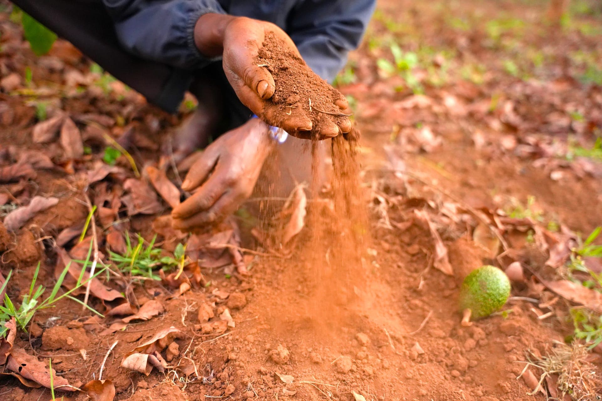 Restoring the Earth with Regenerative Organic Farming